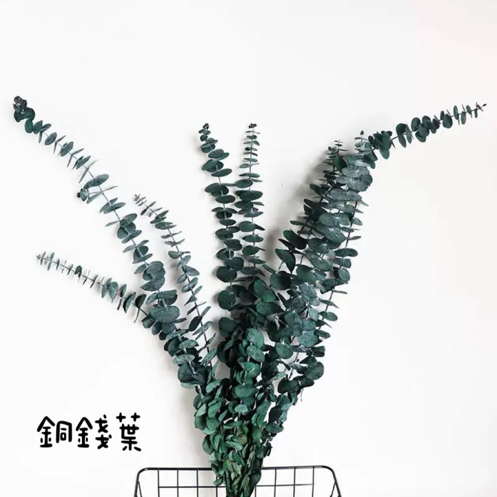 現貨🔺【永生花】染色尤加利｜永生花材 仿真尤加利葉 圓葉／細葉 插花材料 居家佈置 拍攝花藝道具 永生風花材 乾燥花-細節圖5