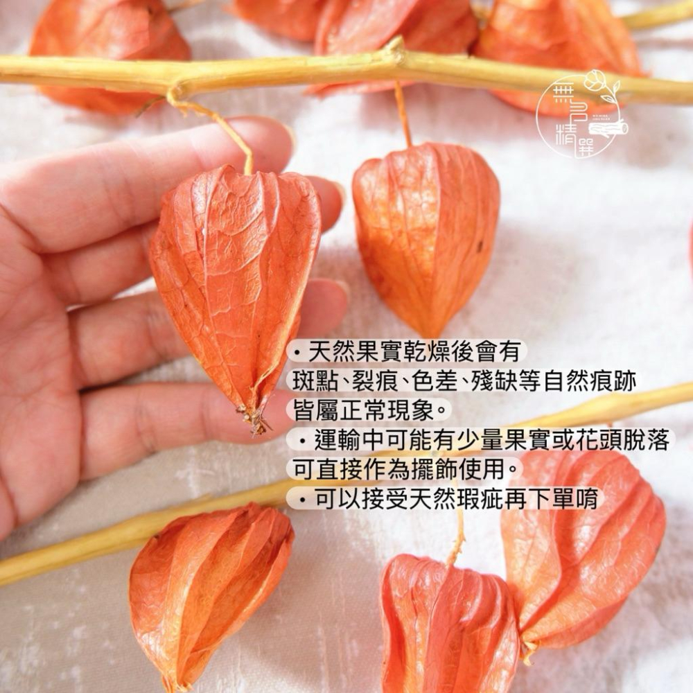 現貨🔺大把 乾燥宮燈｜果實枝｜花店、攝影、小物佈置｜居家氛圍布置｜暖色系花材｜永生花 乾燥花 聖誕節花圈裝飾品 過年佈置-細節圖3