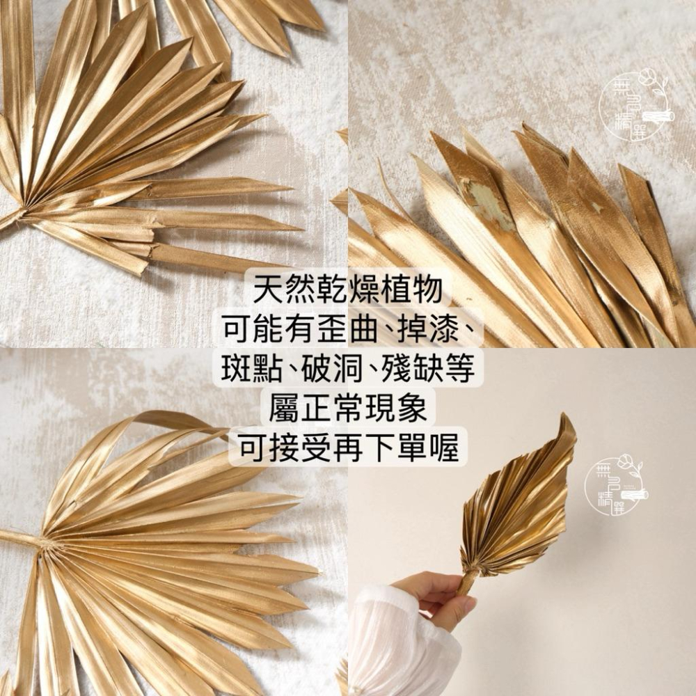現貨🔺乾燥金蒲扇｜金色 棕櫚葉｜新年佈置 拍照佈置 花材擺設 扇形葉 裝飾素材 家居布置 道具 新年裝飾 乾燥花 永生花-細節圖2