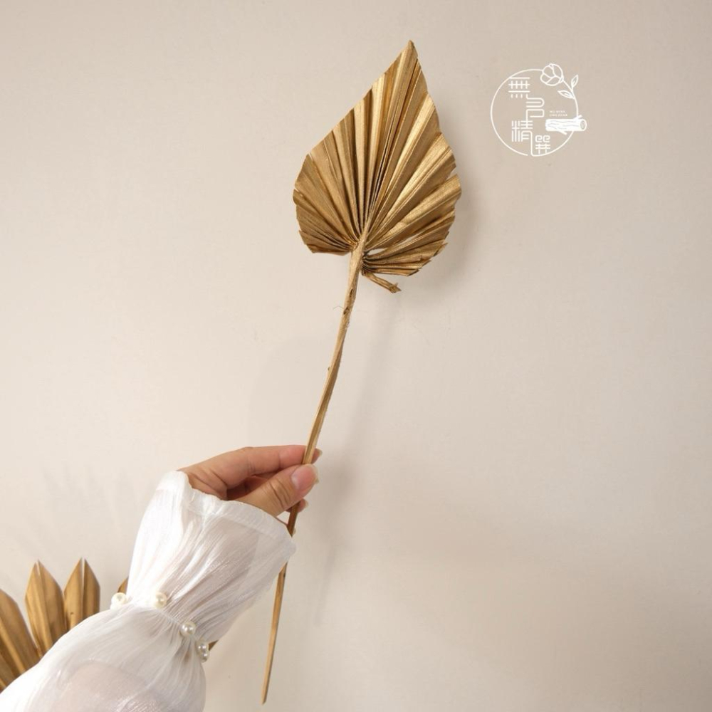 現貨🔺乾燥金蒲扇｜金色 棕櫚葉｜新年佈置 拍照佈置 花材擺設 扇形葉 裝飾素材 家居布置 道具 新年裝飾 乾燥花 永生花-細節圖4
