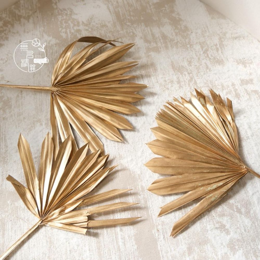 現貨🔺乾燥金蒲扇｜金色 棕櫚葉｜新年佈置 拍照佈置 花材擺設 扇形葉 裝飾素材 家居布置 道具 新年裝飾 乾燥花 永生花-細節圖7