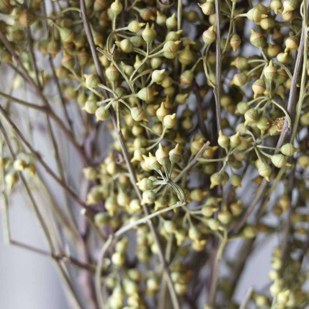 現貨🔺小米果永生花｜大束原裝｜不凋花｜小米尤加利｜永生花 乾燥花 花盅 手作花材 批發價-細節圖2