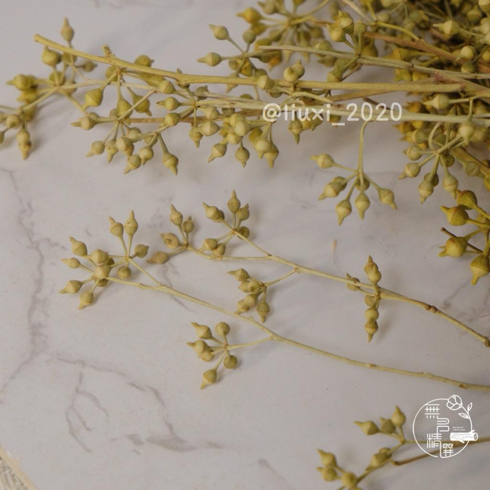 現貨🔺小米果永生花｜大束原裝｜不凋花｜小米尤加利｜永生花 乾燥花 花盅 手作花材 批發價-細節圖3