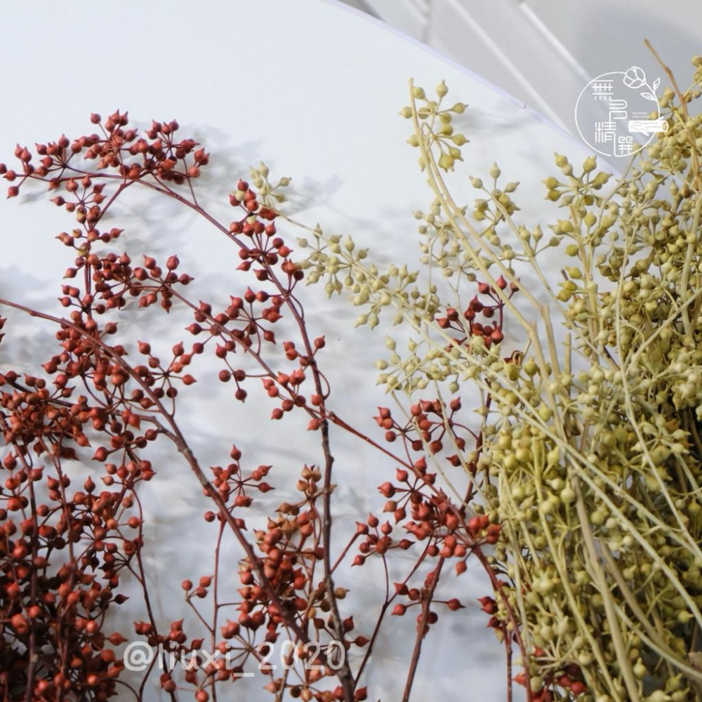 現貨🔺小米果永生花｜大束原裝｜不凋花｜小米尤加利｜永生花 乾燥花 花盅 手作花材 批發價-細節圖5