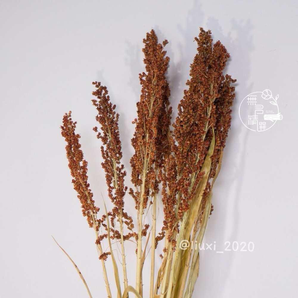現貨🔺台灣 紅高粱｜乾燥花｜高粱乾燥花｜農村風手作材料 包裝點綴 象徵豐收 新年佈置 中秋節 花束材料 禮盒點綴 紅高粱-細節圖9