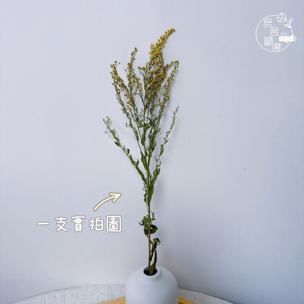 現貨🔺麒麟草乾燥花｜花藝素材｜攝影佈置道具 快速出貨 隔日到貨 乾燥麒麟草 大束 麒麟草｜花藝課/商空佈置/居家擺設推薦-細節圖3
