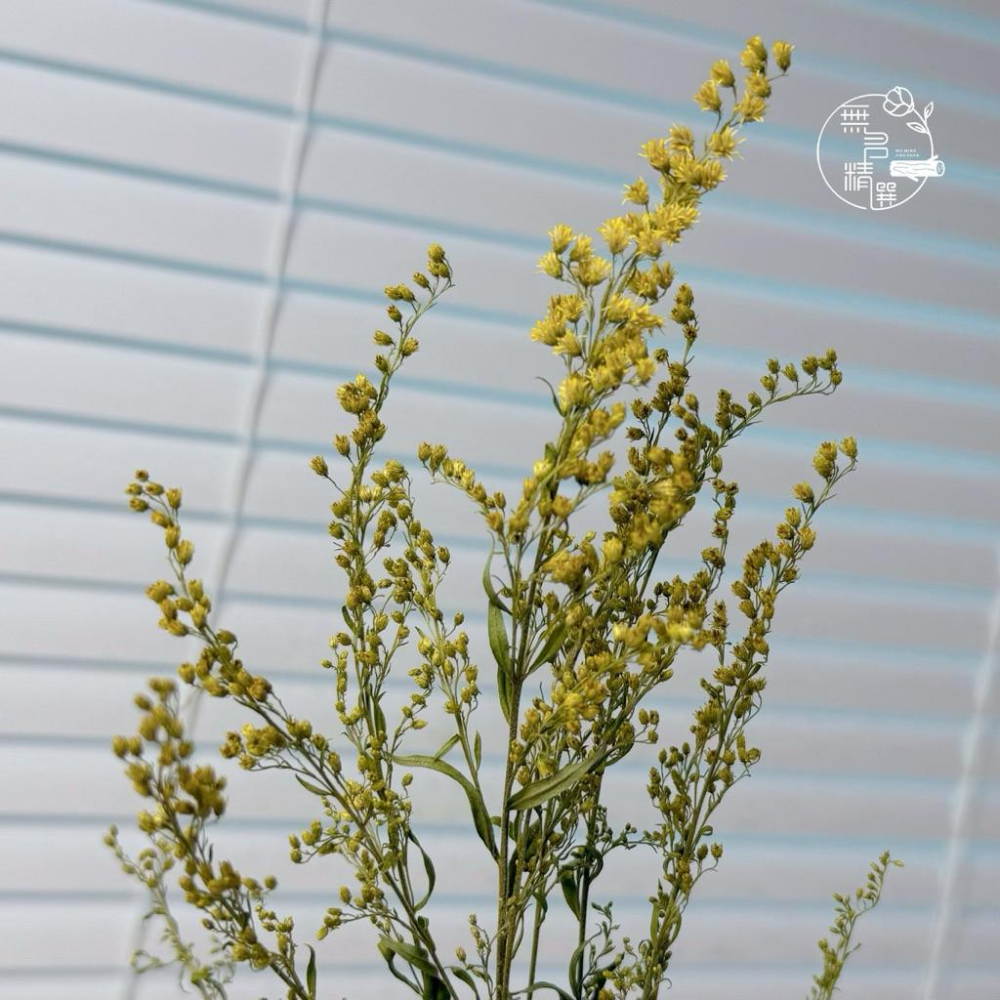 現貨🔺麒麟草乾燥花｜花藝素材｜攝影佈置道具 快速出貨 隔日到貨 乾燥麒麟草 大束 麒麟草｜花藝課/商空佈置/居家擺設推薦-細節圖9