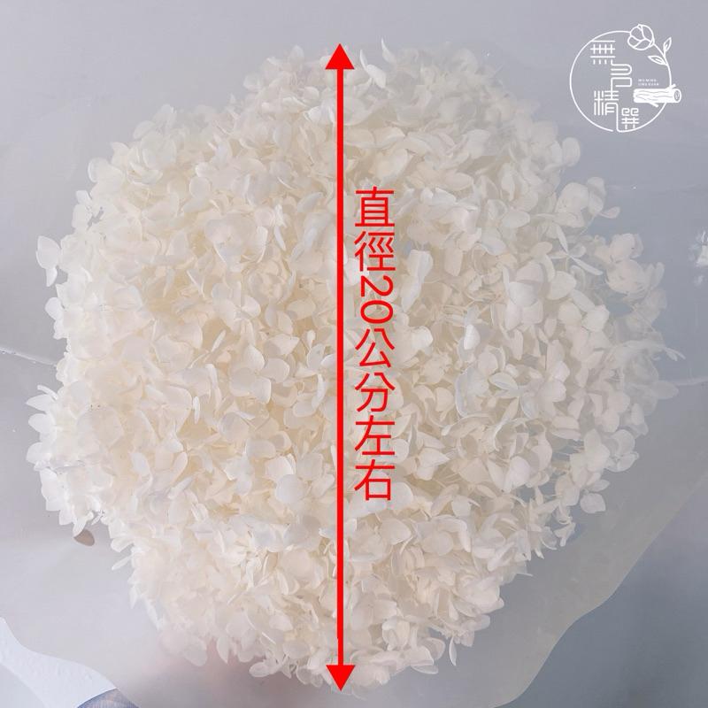 現貨🔺A級 漸變安娜繡球 大朵花 永生花 漸層 木繡球 乾燥花 不凋花 帶梗繡球花 花盅 花束 浮游花 無名精選-細節圖2