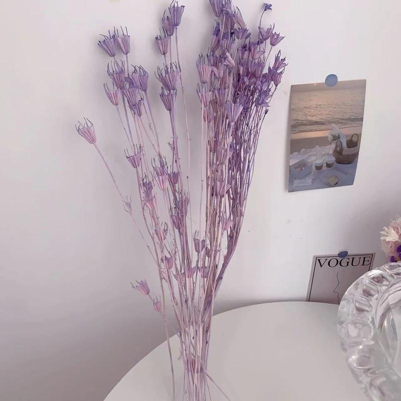 現貨🔺大把 八角乾燥花 木百合 八角花 乾燥花 永生花 花束 插花 花材 玻璃花盅 居家裝飾 拍照道具 浮游花 蠟燭花材-細節圖2