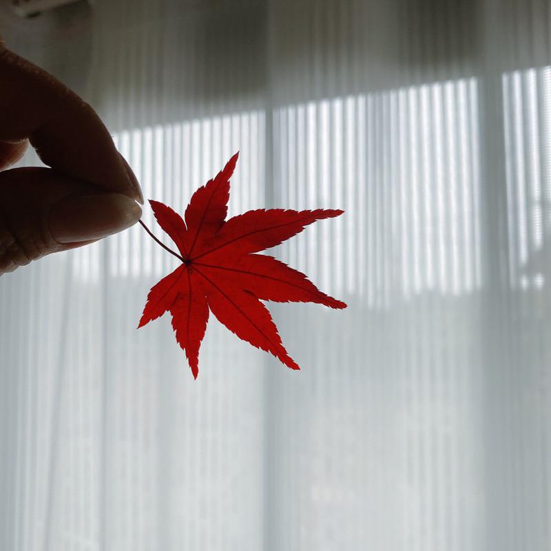 現貨🔺永生紅楓 乾燥花 永生花 紅葉子 不凋花 書籤 壓花 DIY 花材 楓葉 玻璃罩 手作-細節圖2