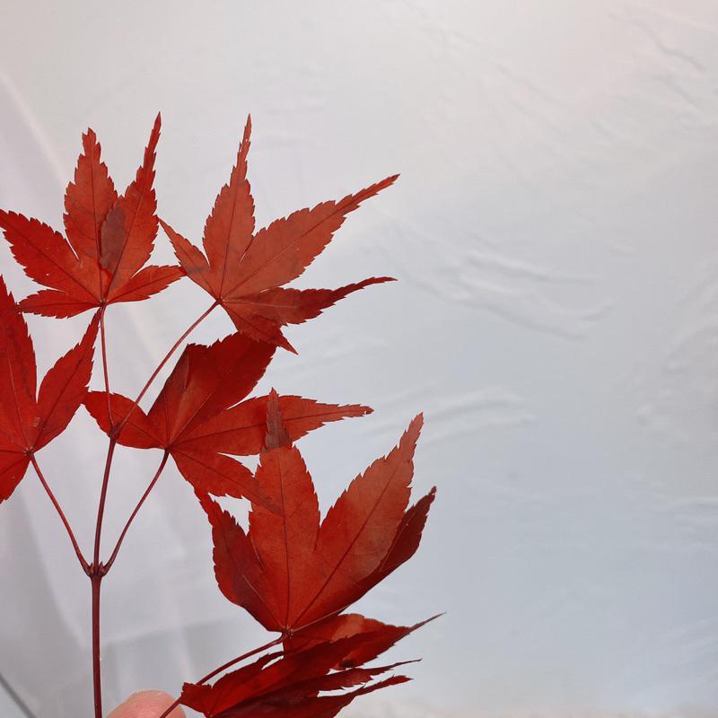 現貨🔺永生紅楓 乾燥花 永生花 紅葉子 不凋花 書籤 壓花 DIY 花材 楓葉 玻璃罩 手作-細節圖3