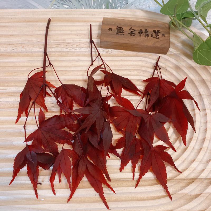 現貨🔺永生紅楓 乾燥花 永生花 紅葉子 不凋花 書籤 壓花 DIY 花材 楓葉 玻璃罩 手作-細節圖4