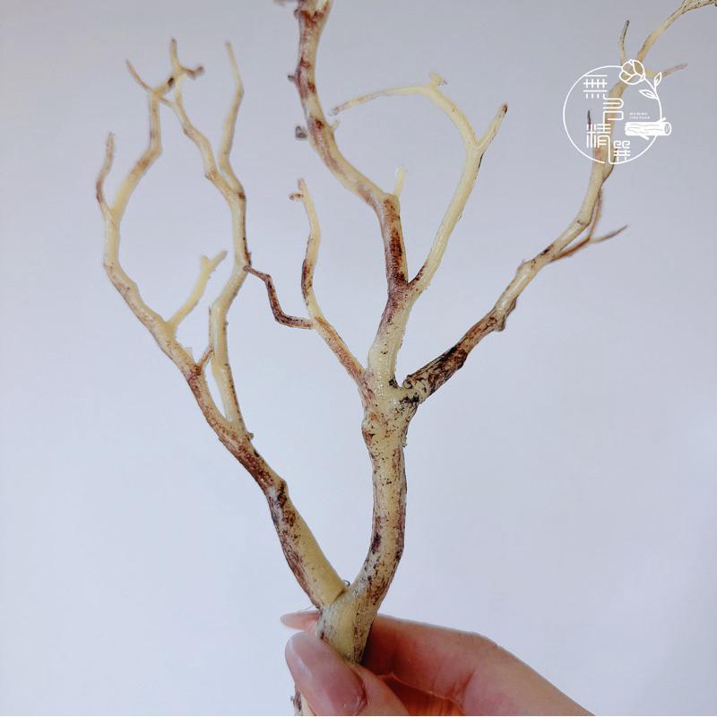現貨🔺仿真樹枝｜假樹枝｜仿真珊瑚 塑膠樹枝 鈔票花樹枝 DIY材料 仿真植物 抱抱桶 發財樹 聖誕節 鹿角-細節圖9