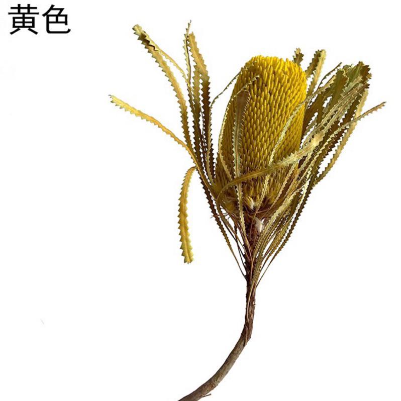 現貨🔺大佛塔 班克木 乾燥花 主花 大花 永生花 花束 花瓶 花材 斑克木 居家佈置 花藝 拍照道具 佛塔-細節圖2