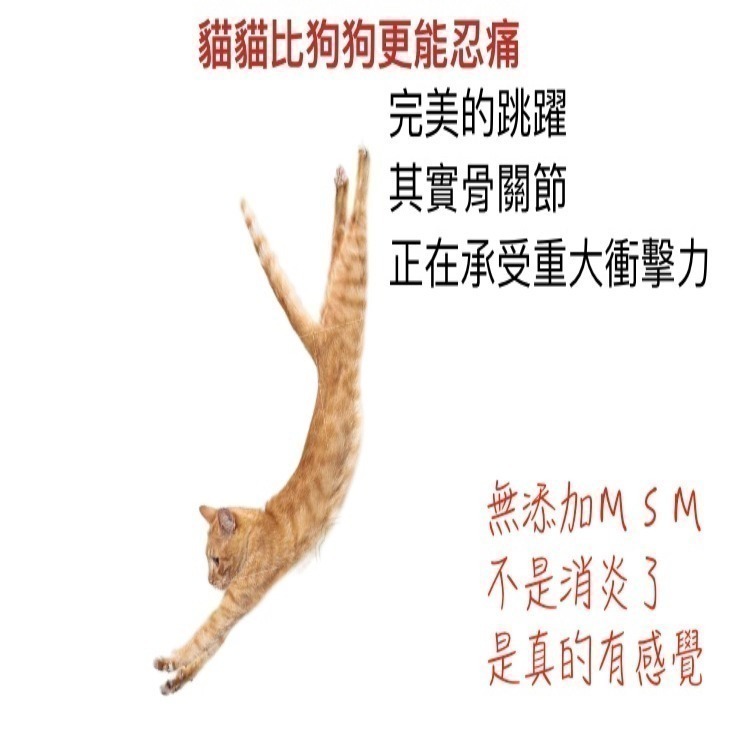 [萌小毛] 寵物骨力優 寵物關節保健 不含MSM,  UCII 玻尿酸 折耳貓-細節圖5