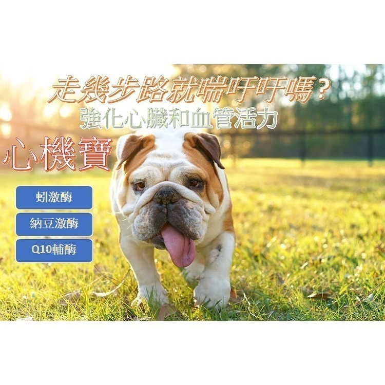 [萌小毛] 寵物心機寶 寵物心臟及血管保建 蚓激酶 Q10輔酶-細節圖3