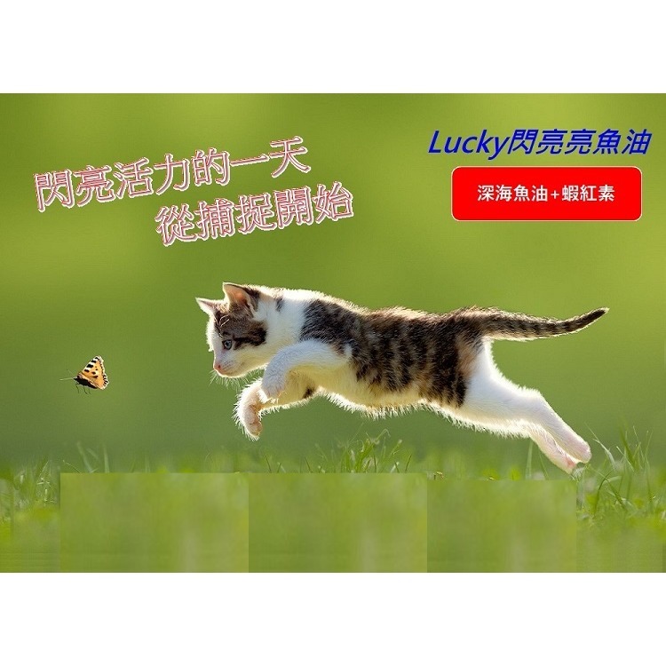 [Lucky LA 萌小毛] 閃亮亮 寵物魚油 50顆/盒 閃亮魚油 蝦紅素魚油 黃金魚油 專利技術無魚腥味 5.0-細節圖4
