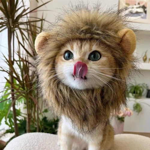 【有飾life】台灣現貨 寵物頭套 貓咪頭套 貓咪獅子頭套 狗頭套 寵物頭套 貓頭套 寵物裝扮 寵物衣服 寵物帽