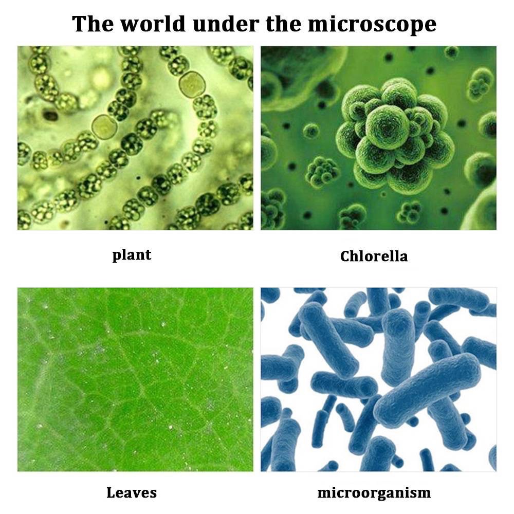 兒童科學顯微鏡早教玩具變焦生物精緻科學儀器教育兒童玩具-細節圖4