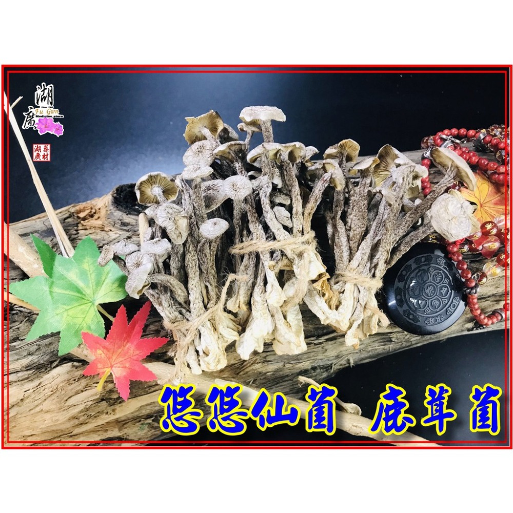 鹿茸菇 珊瑚菇 最香食用菌菇 素食聖品【迪化街門市火速出貨】-細節圖9