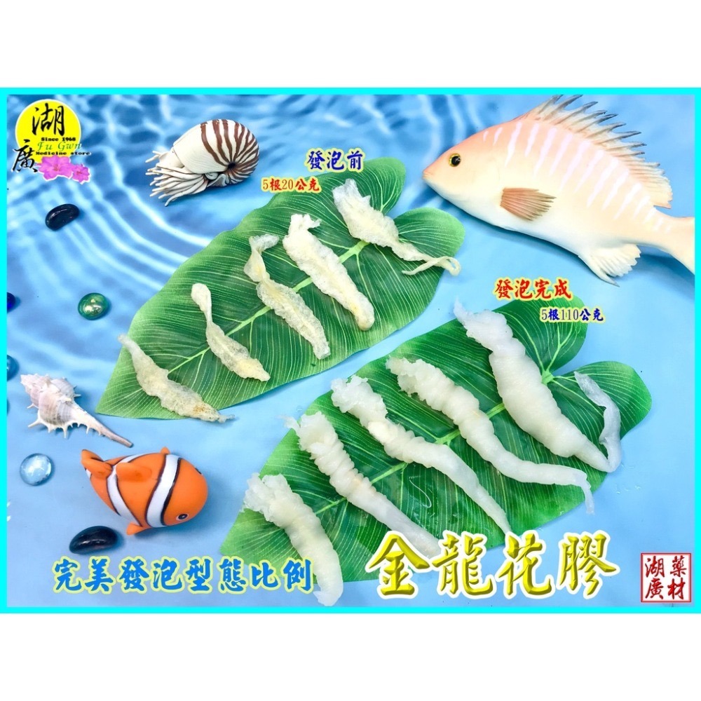 花膠 魚鰾 金龍花膠 魚肚  小黃花膠  魚膠 動物性膠原蛋白 【迪化街門市火速出貨】-細節圖3