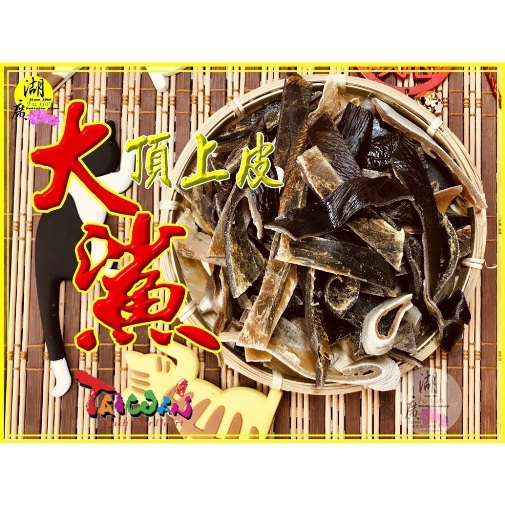 鯊魚皮 特級鯊魚皮 全膠質 爆滿  特厚獨家販售 鯊魚皮【迪化街門市火速出貨】-細節圖7