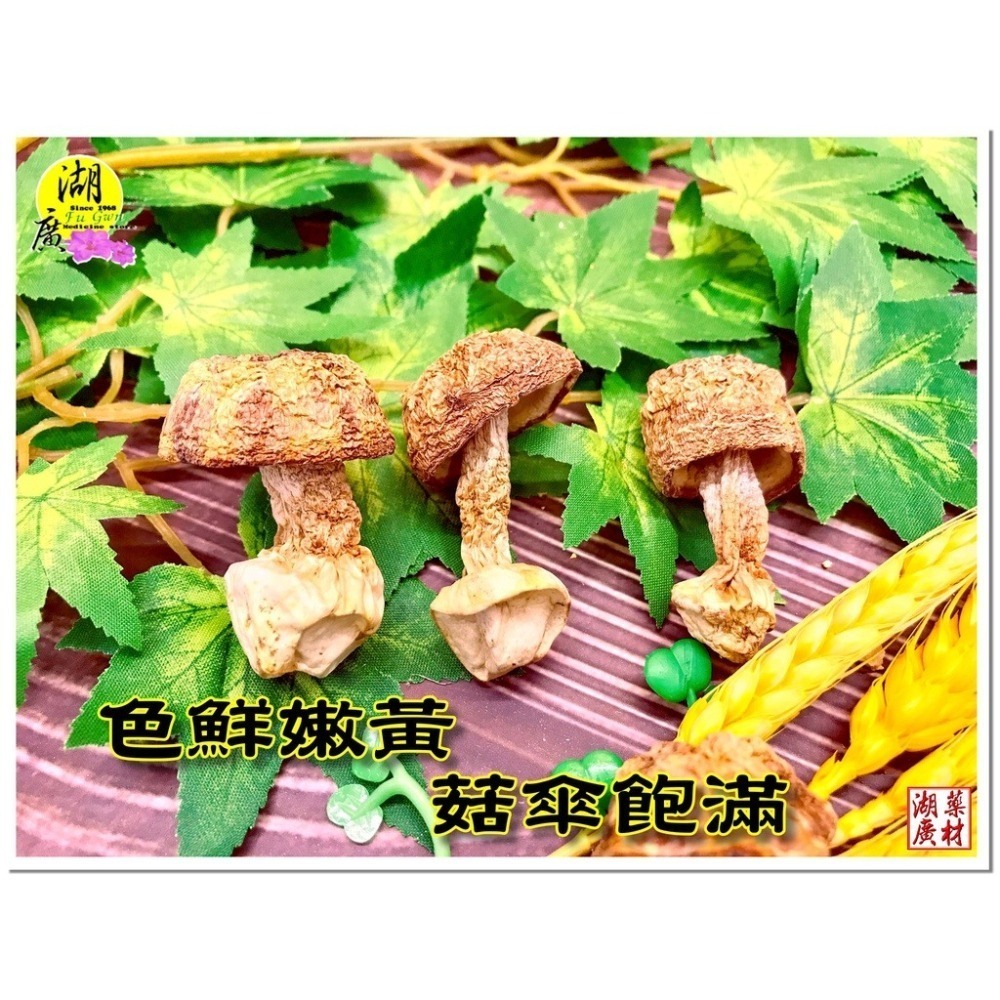 巴西蘑菇【台灣SGS檢驗合格】 姬松茸 【迪化街門市火速出貨】-細節圖6