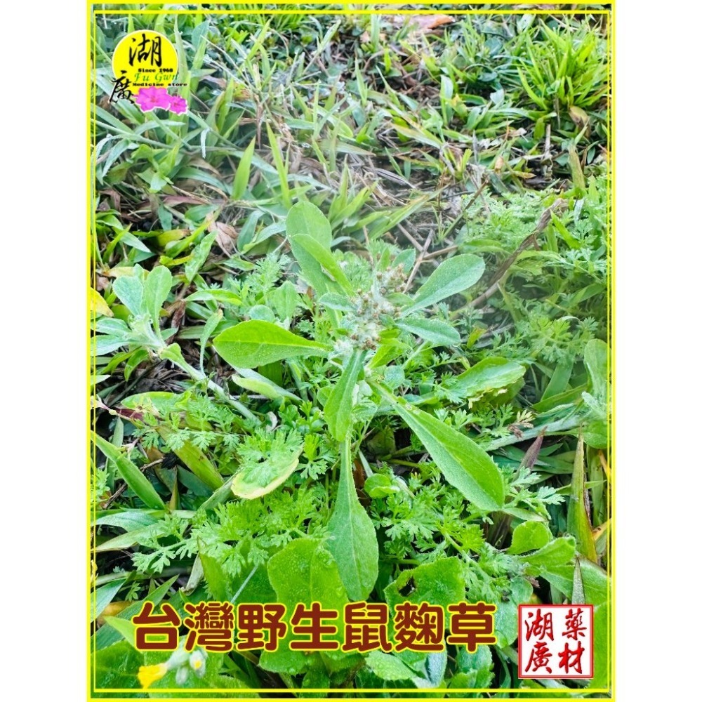 鼠麴草 細葉鼠麴草 最香甘甜鼠麴草 製作草仔粿原料 粉 與 乾 ,啟陞食品,台北市迪化街一段74號-規格圖9