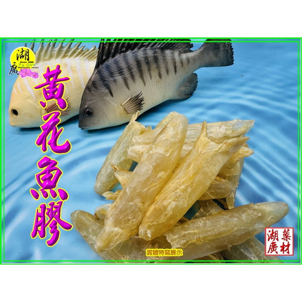 花膠 魚肚 黃魚 花膠 黃魚肚 筒膠 魚膘 深海野生 筒花膠 ( 台北迪化街門市火速出貨  02-25560870)魚肚-細節圖3