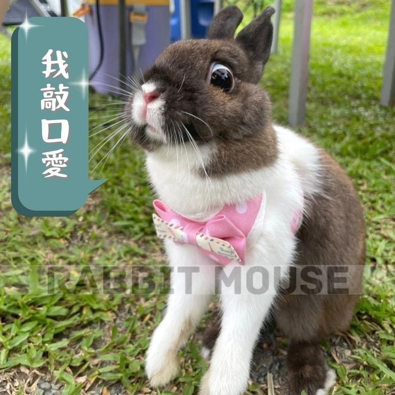 『現貨』兔子牽引繩 兔子牽繩 夏季背心 兔子外出 防咬掙脫鍊子 兔子外出專用 兔子用品 寵物牽引繩 溜兔繩 可調節-細節圖7