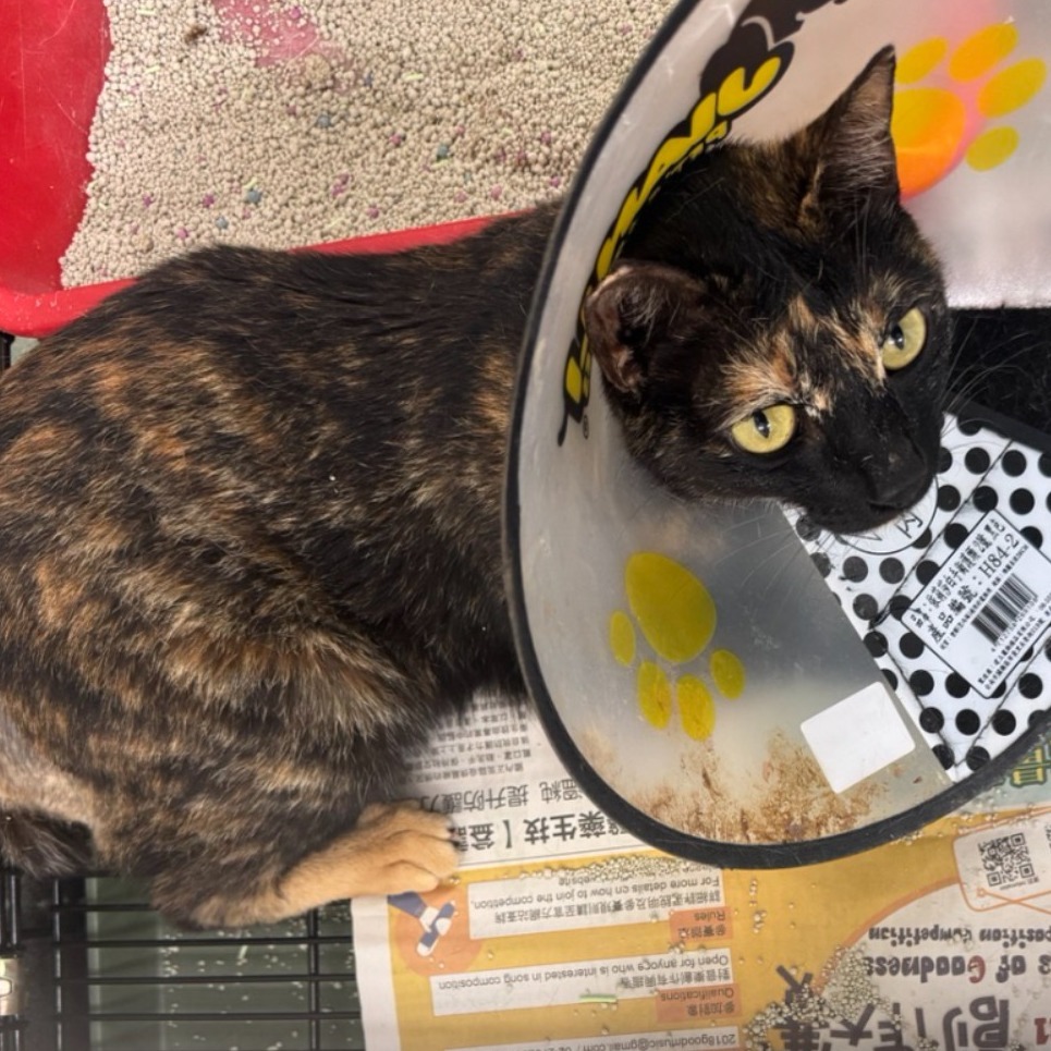 ❮全新❯ TAIPEI 台北手作 環保杯袋 飲料袋 手腕包 提袋 購物袋 單杯袋 單杯提袋 水壺袋 杯套 杯袋 杯帶-細節圖9