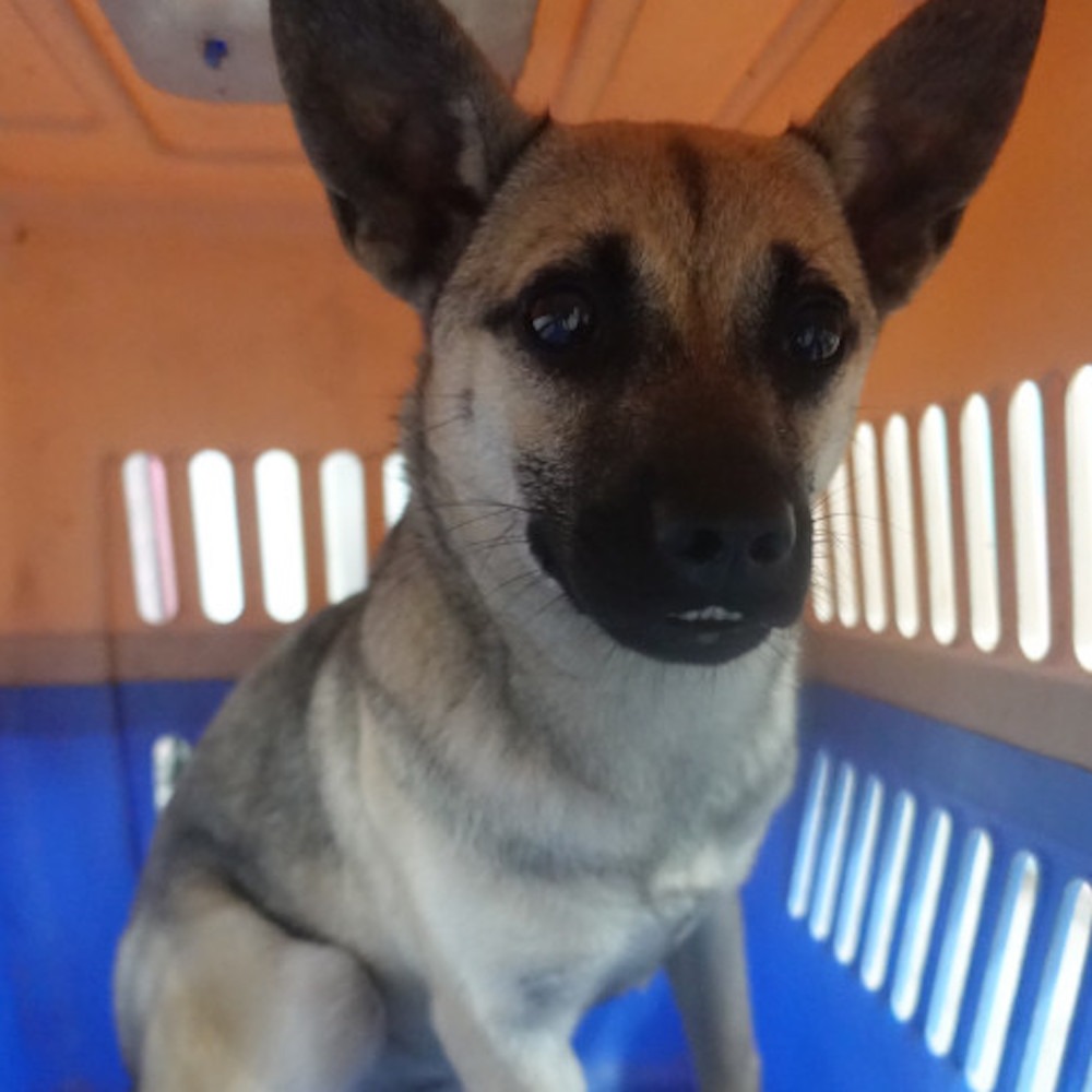 ❮二手❯ 法國 LOUIS VUITTON 路易威登 防塵收納袋 吊墜項鏈戒指專用收納袋 禮品袋 束帶 精品原廠收納袋-細節圖6