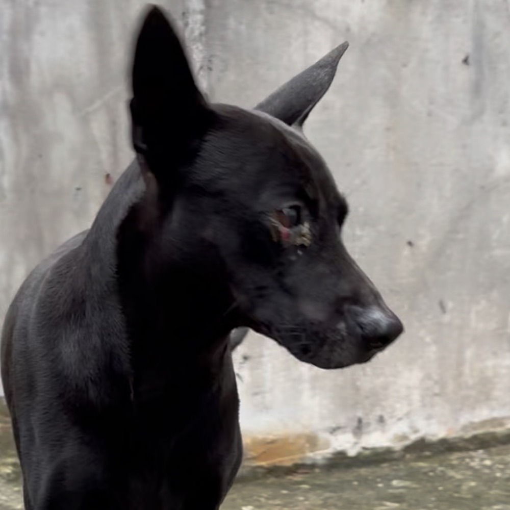 ❮全新❯ 美國 SNOOPY 史努比 海報 一番賞史努比 F獎海報 BANDAI SPIRITS 海報 卡通海報 相框-細節圖9