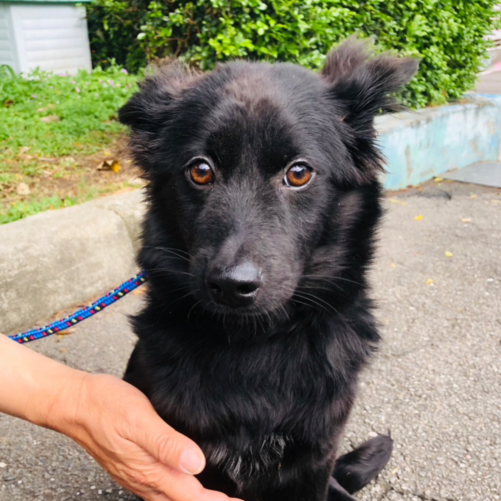 ❮全新❯ 美國 zee.dog Qzee 狗狗牽引繩 牽繩 不銹鋼帶鎖 小中大型犬 防暴衝 寵物 金毛柯基泰迪法鬥遛狗鏈-細節圖4