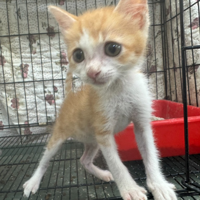 ❮二手❯ Cat H2O  Dog&Cat H2O 有氧濾水機 瀑布 飲水機 自動 CH010 狗貓 寵物飲水機-細節圖6