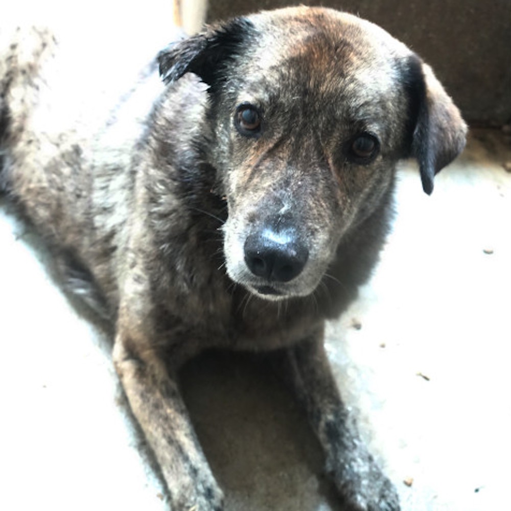 ❮二手❯ 日本 JINS 精靈寶可夢 JINS推出聯名眼鏡盒 眼鏡盒 皮卡丘 卡比獸 妙蛙花 拉普拉斯  噴火龍 水箭龜-細節圖9