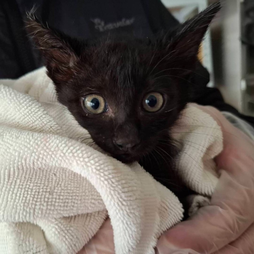 ❮二手❯ 金冠 KINGONE K88 小海螺 藍芽喇叭 藍牙音箱 音響 重低音 公司貨 NCC認證 藍芽 運動喇叭-細節圖7