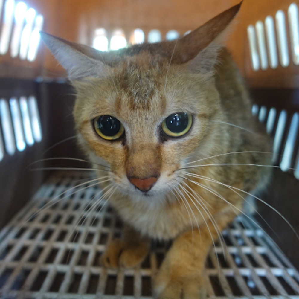 ❮二手❯ HeroMama 飼料保鮮桶 2.3L 五穀雜糧透明分裝罐分隔儲存罐 大容量儲物罐 防蟲防潮保鮮 密封罐-細節圖7