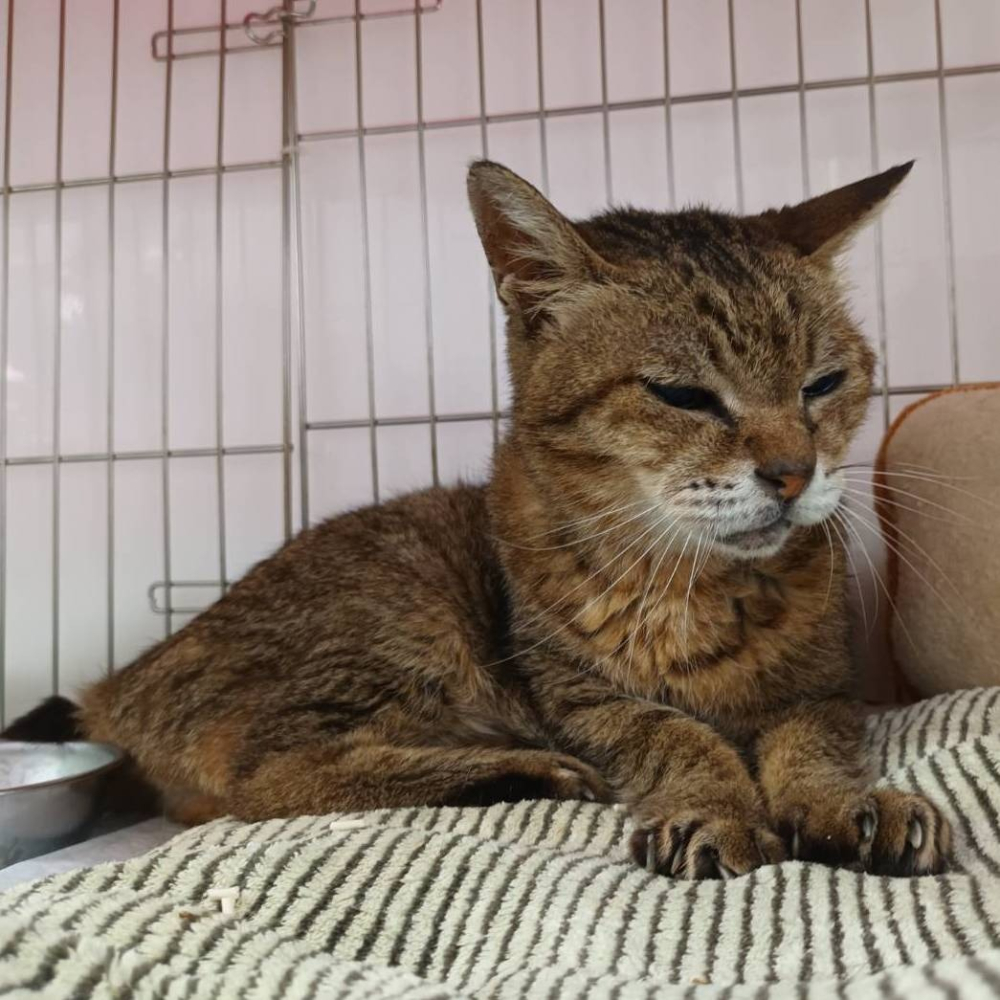 ❮二手❯ 富麗雅 第三代夾片360度旋轉FS 捲髮梳 適合懶人想要捲髮使用 恣意玩捲髮夾捲髮器 電捲棒 電棒捲 捲髮梳-細節圖10