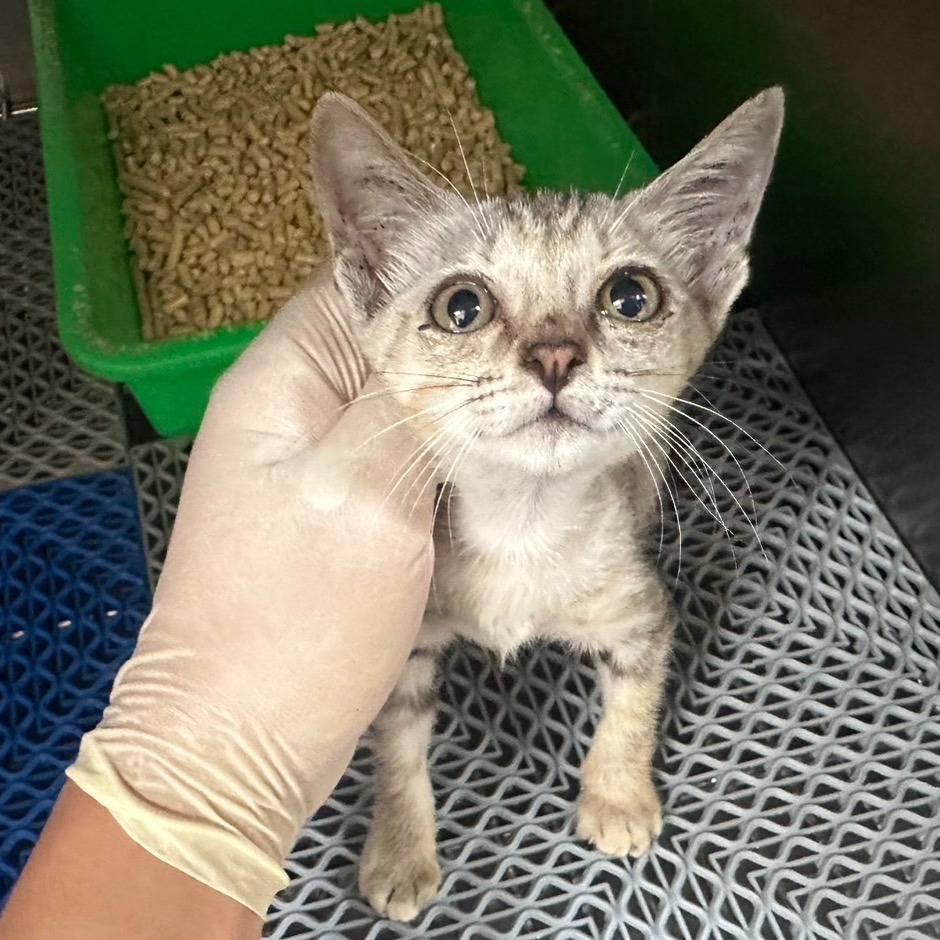 ❮全新❯ Life 徠福 Lito NO.2232 徠福膠水 500CC 膠水 郵票 明信片 寄信 美術課 黏貼-細節圖6