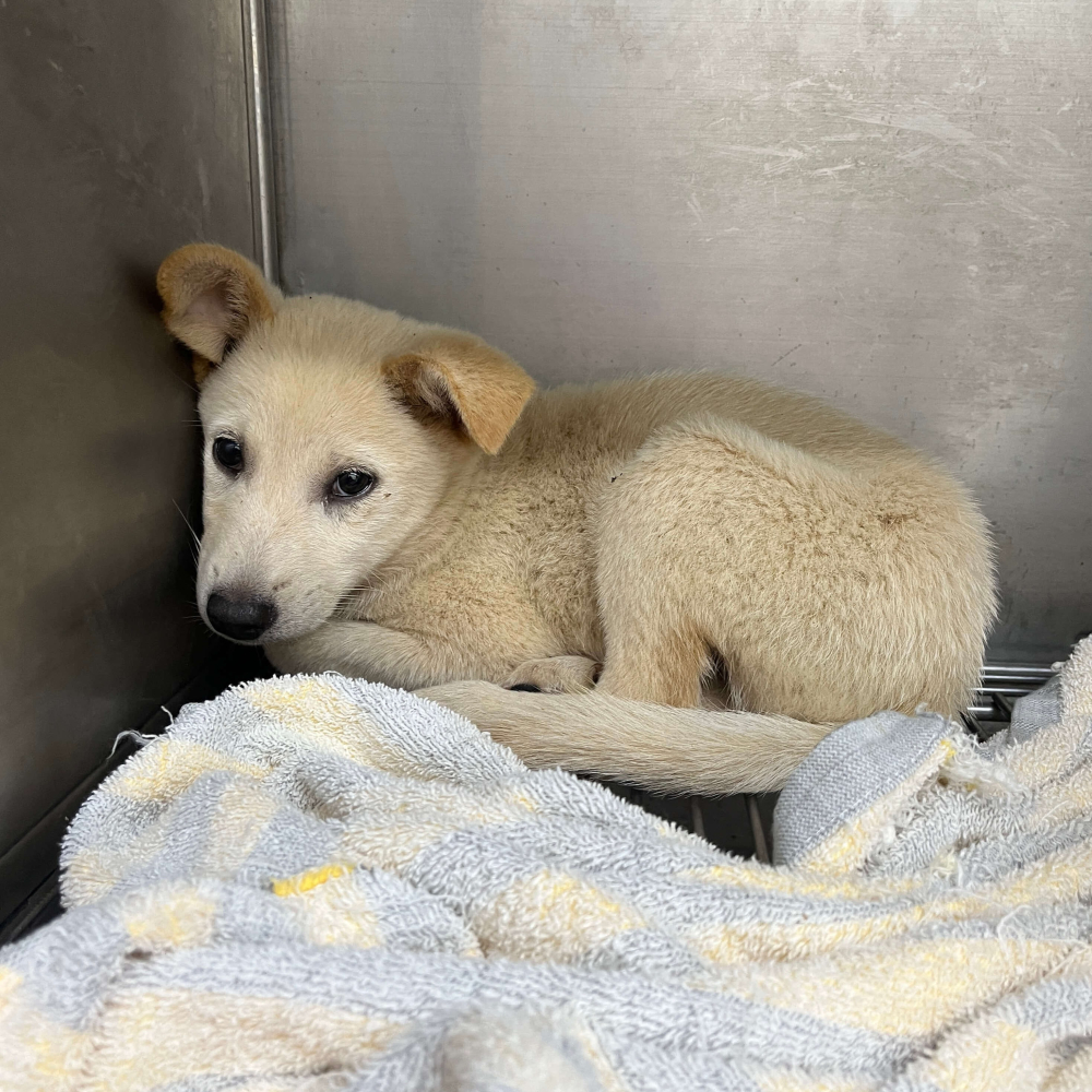 ❮近新❯ 日本 sweet 雜誌 附化妝品收納袋 化妝包 MARY QUANT 設計的 DAISY DOLL 軟袋-細節圖7