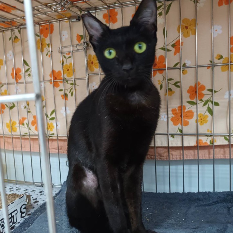 ❮二手❯ PETKIT 佩奇 寵物外出飲水瓶 藍色 300ml PK3050027 小佩 台灣公司貨 狗水壺 飲水器-細節圖9