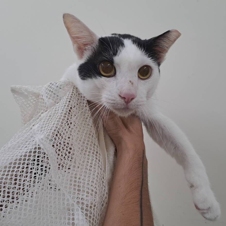 ❮全新❯ 日本 洗い物 1080°旋轉水龍頭延伸器 2段調節 萬向水龍頭轉接頭 起泡器 雙出水節水器 廚房/浴室 洗漱-細節圖5