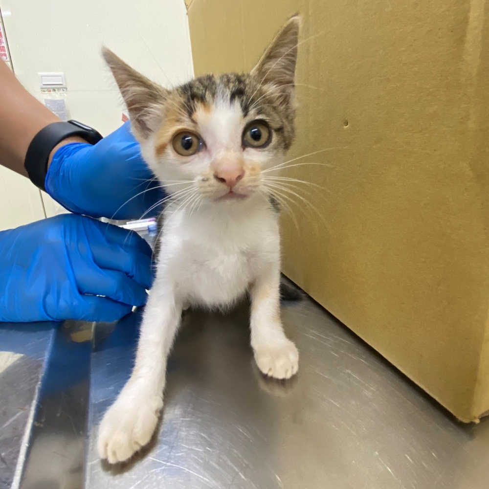 ❮二手❯ Tina 寵物衣架 狗衣服 貓衣服 狗衣架 貓衣架 雨衣 帽子 背心 羽絨背心 外套 衣架-細節圖6