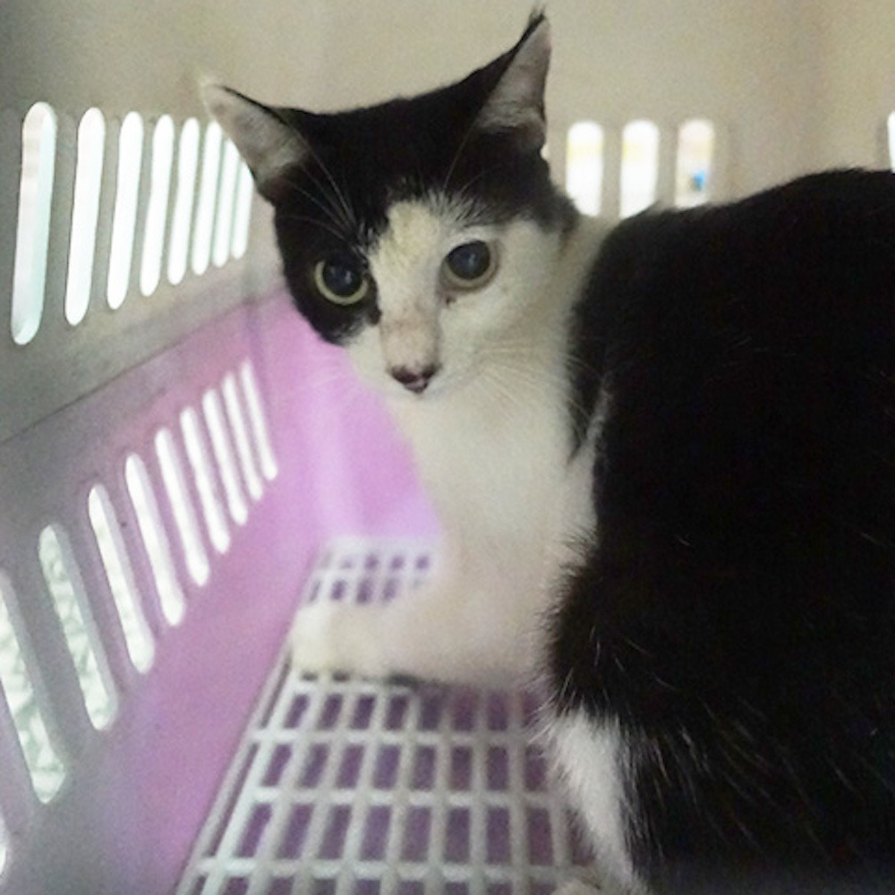 ❮二手❯ 泰國 NaRaYa 曼谷包 郵差包 手提包 面紙盒 化妝包 口紅包 iPad mini 平板套 便當袋 便當盒-細節圖10