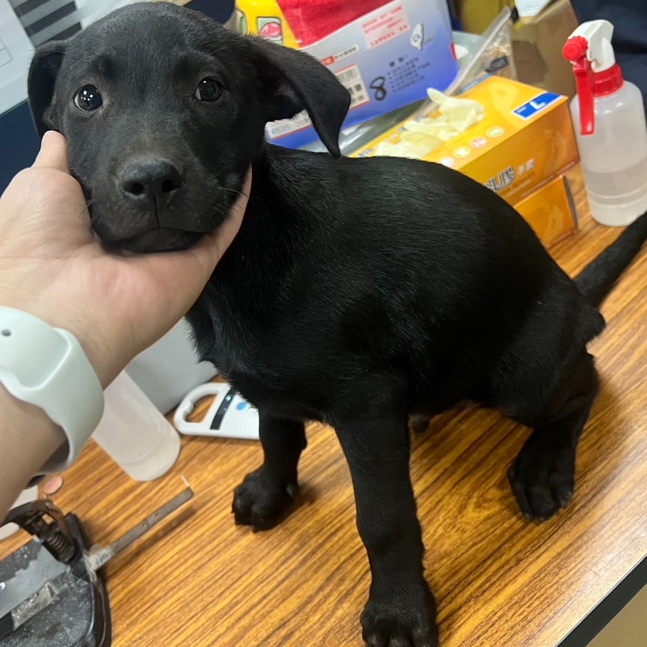 ❮二手❯ 韓國 SAMSUNG 三星 智慧型手機配件 原廠耳機麥克風 轉接頭 有線耳機 耳機 Micro USB-細節圖4