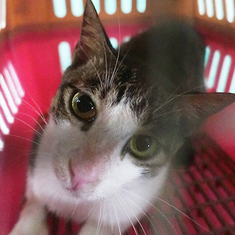 ❮全新❯ 香港 watsons 屈臣氏 修甲美容組 6件組 美甲組 修甲組 指甲剪 指甲鉗 腳趾夾-細節圖5