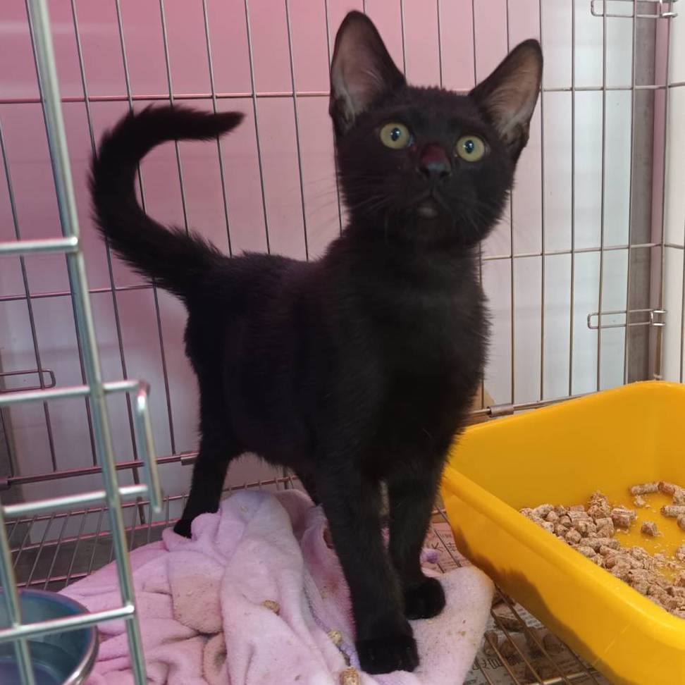 ❮全新❯ EZlife 魔法森林手提保溫袋 小白兔 保溫保冷 吃的健康又安心 外型環保自然 防水耐磨防撕裂 顏質破表-細節圖9