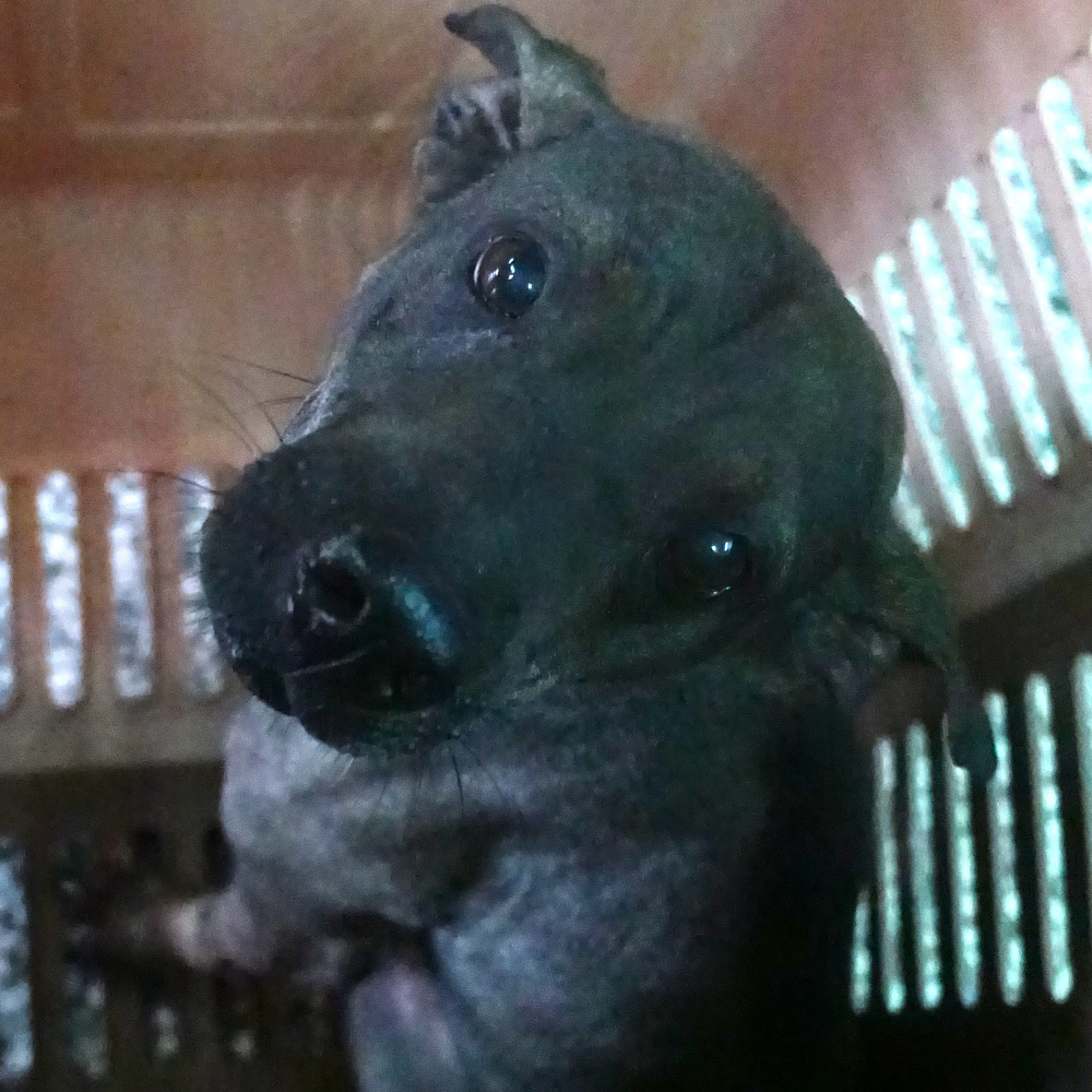 ❮全新❯ Xmas 聖誕杯墊 Christmas 鉤織手作杯墊 馬克杯墊子 防水漬 水杯墊 X-mas 交換禮物-細節圖7