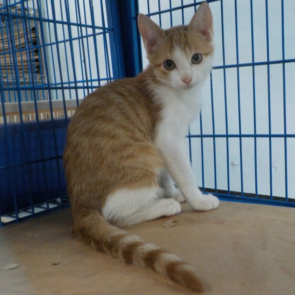 ❮全新❯ 美國 OMF 環保可降解天然竹吸管 珍珠奶茶竹子吸管 去皮炭化飲料竹製吸管 環保餐具 環保吸管-細節圖6